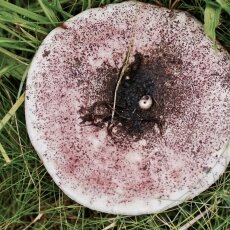 Mushrooms Westerpark 17