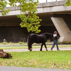 Casually walking the horse in the park