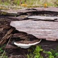 Mushrooms Westerpark 16