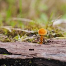 Mushrooms Westerpark 18