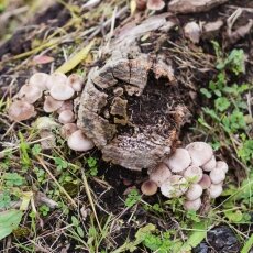 Mushrooms Westerpark 19