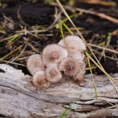 Mushrooms Westerpark 20
