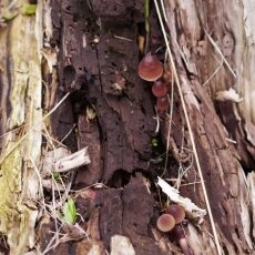 Mushrooms Westerpark 21
