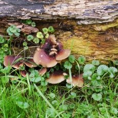 Mushrooms Westerpark 23
