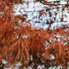 November in Frankendael Park 04