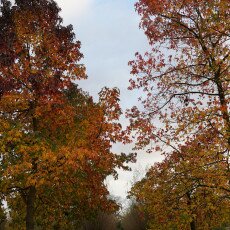 November in Frankendael Park 02