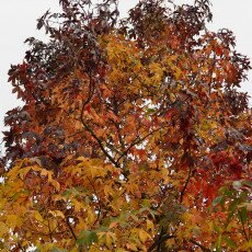 November in Frankendael Park 03
