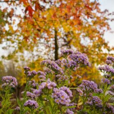 November in Frankendael Park 06