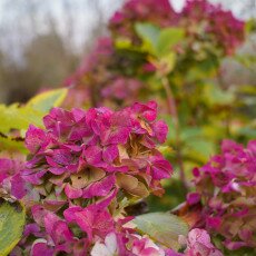November in Frankendael Park 12