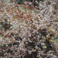 November in Frankendael Park 11