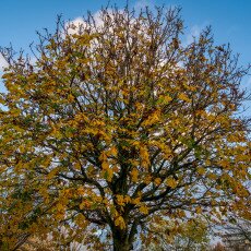 November in Frankendael Park 17