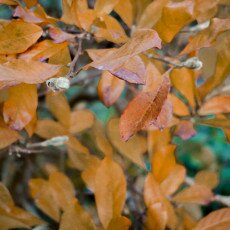 November in Frankendael Park 23