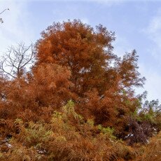 November in Frankendael Park 30
