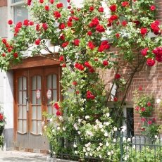 Oud-Zuid Roses 01