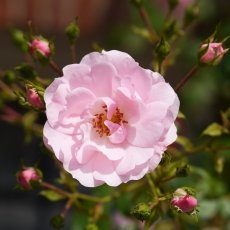 Oud-Zuid Roses 05