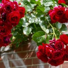 Oud-Zuid Roses 06