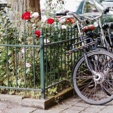 Oud-Zuid Roses 04