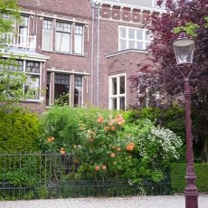 Oud-Zuid Roses 03