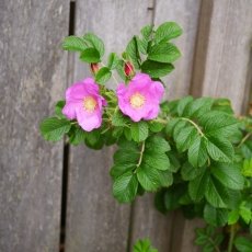 Oud-Zuid Roses 07