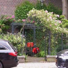 Oud-Zuid Roses 08