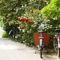Oud-Zuid Roses 09