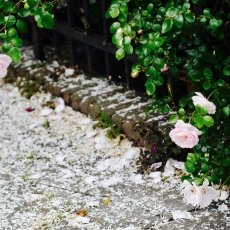 Oud-Zuid Roses 11