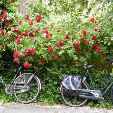 Oud-Zuid Roses 17