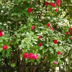 Oud-Zuid Roses 12