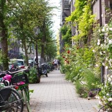 Oud-Zuid Roses 13
