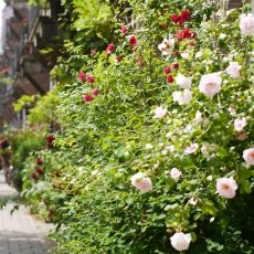 Oud-Zuid Roses 32