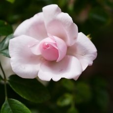 Oud-Zuid Roses 14