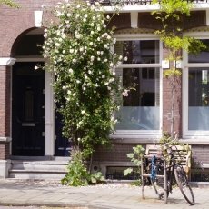 Oud-Zuid Roses 18