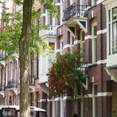 Oud-Zuid Roses 25
