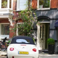 Oud-Zuid Roses 27