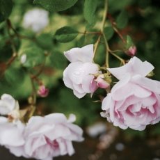 Oud-Zuid Roses 31