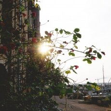 Oude Houthaven Amsterdam 17