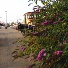 Oude Houthaven Amsterdam 19