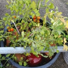 Oude Houthaven Amsterdam 24