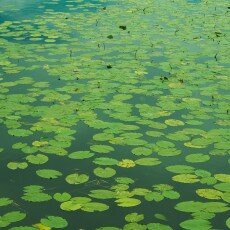 Oudorperpolder Alkmaar 09