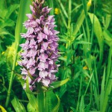 Oudorperpolder Alkmaar 10