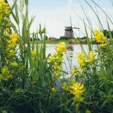 Oudorperpolder Alkmaar 11