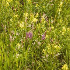 Oudorperpolder Alkmaar 15