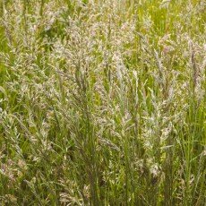 Oudorperpolder Alkmaar 18