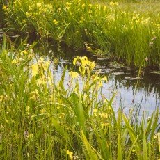 Oudorperpolder Alkmaar 20