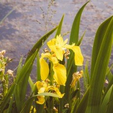 Oudorperpolder Alkmaar 21