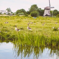 Oudorperpolder Alkmaar 23