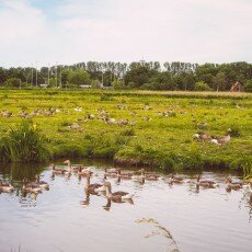 Oudorperpolder Alkmaar 24