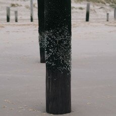Overcast day in Petten aan Zee 21