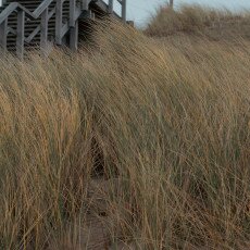 Overcast day in Petten aan Zee 26