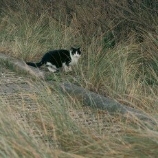 Overcast day in Petten aan Zee 28